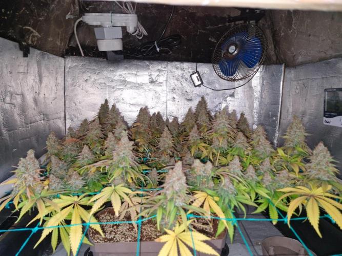 Holy Snow. Week 12