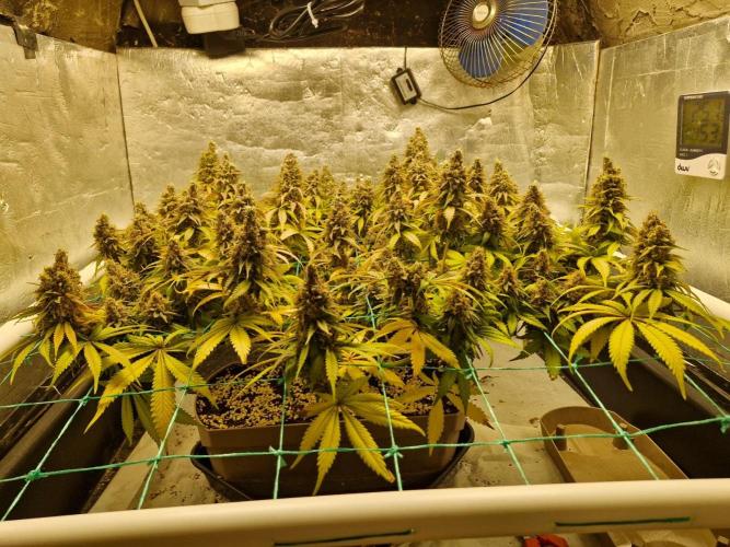 Holy Snow. Week 14