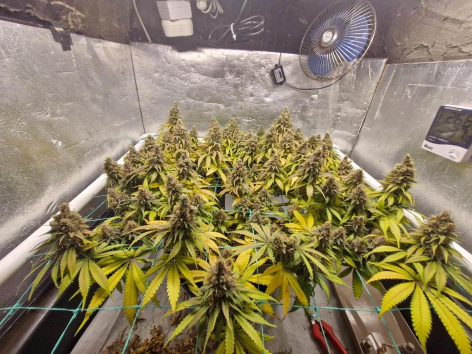 Holy Snow. Week 12