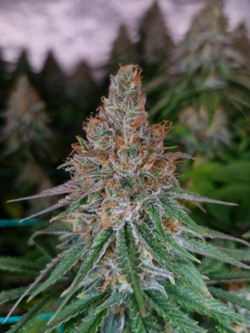 Holy Snow. Week 10