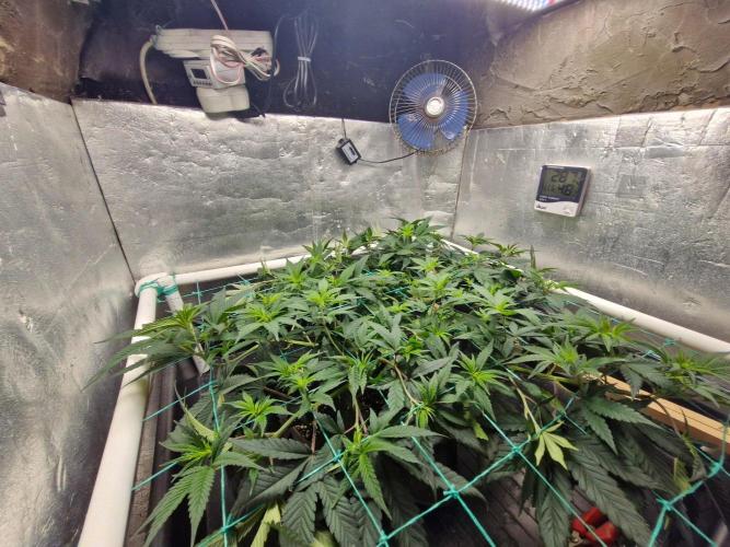 Fulgas. Week 6