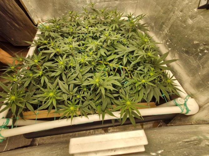 Fulgas. Week 8