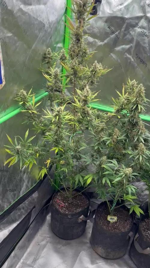FB420 🦍Gorilla 🎆Zkittlez