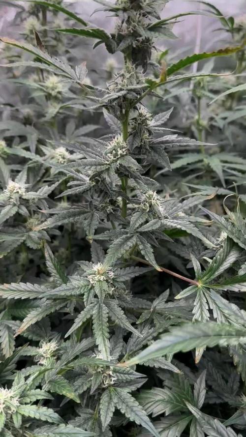 Mephisto Sugar High (Sour Crack x Iced 'n' Baked)