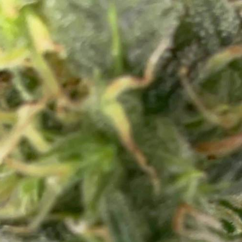 Gelato 33 Auto First Grow