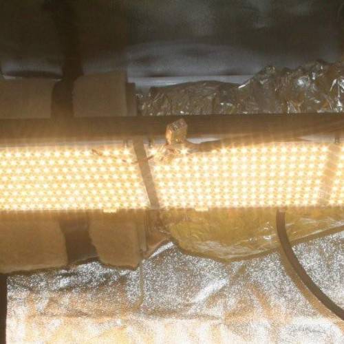 Candida CD-1. Week 1 - HLG 260 Watts on 90x60x180