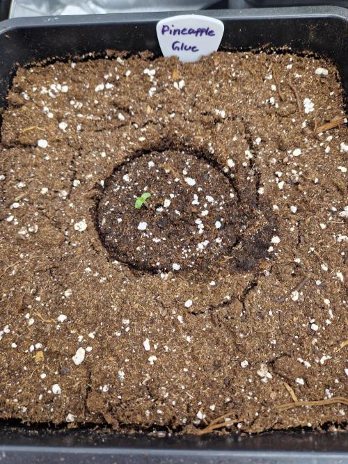 Pineapple Glue. Week 1 - Tag 1 Pflanze 1