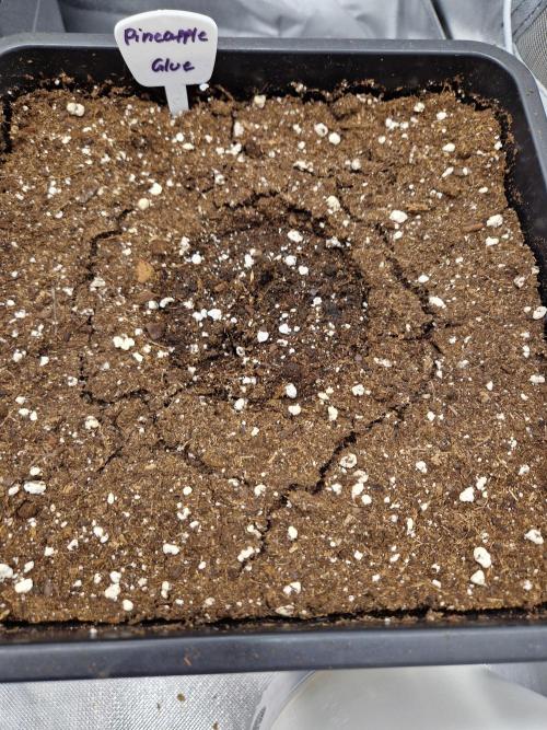Pineapple Glue. Week 1 - Tag 1 Pflanze 2