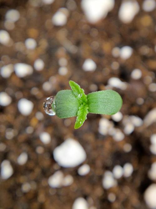 Pineapple Glue. Week 1 - Pflanze 1 