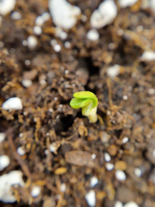 Pineapple Glue. Week 1 - Pflanze 2 