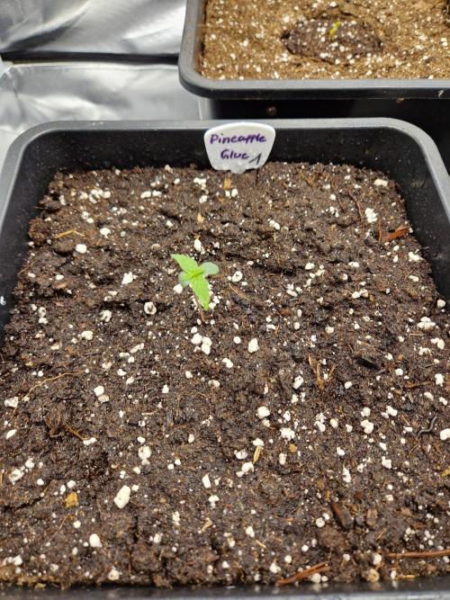 Auto Pineapple Glue. Week 1 - Tag 4