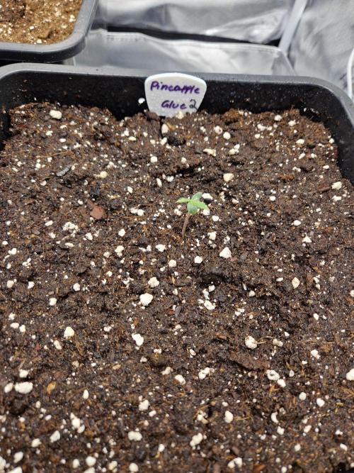 Auto Pineapple Glue. Week 1 - Tag 4