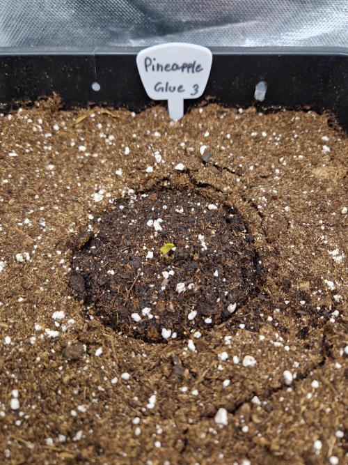 Auto Pineapple Glue. Week 1 - Tag 1