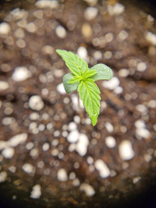 Auto Pineapple Glue. Week 1 - Pflanze 1