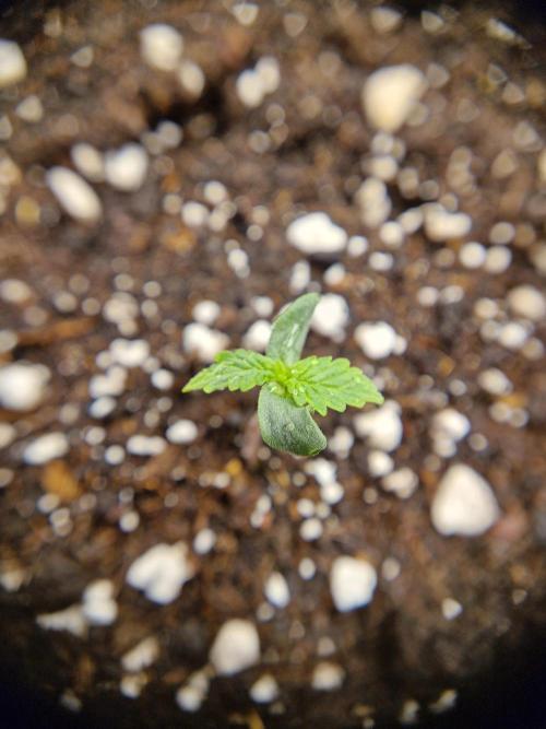 Auto Pineapple Glue. Week 1 - Pflanze 2