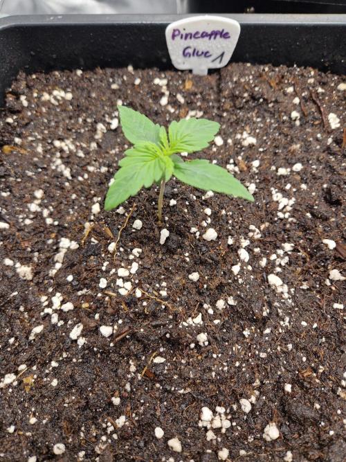 Auto Pineapple Glue. Week 2