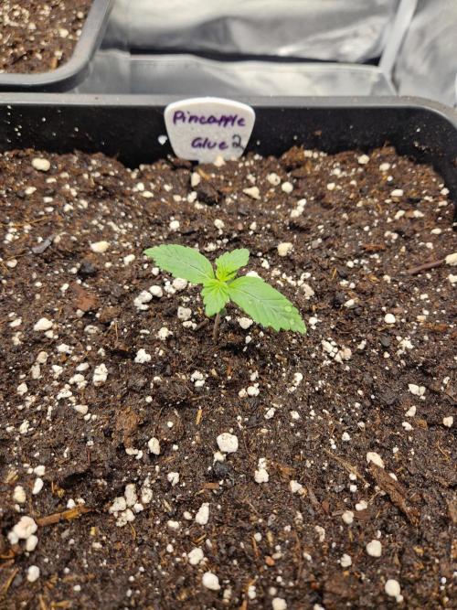 Auto Pineapple Glue. Week 2