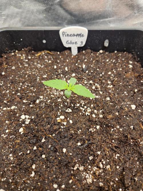 Auto Pineapple Glue. Week 2