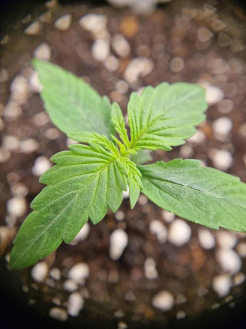 Auto Pineapple Glue. Week 2 - Lady 1