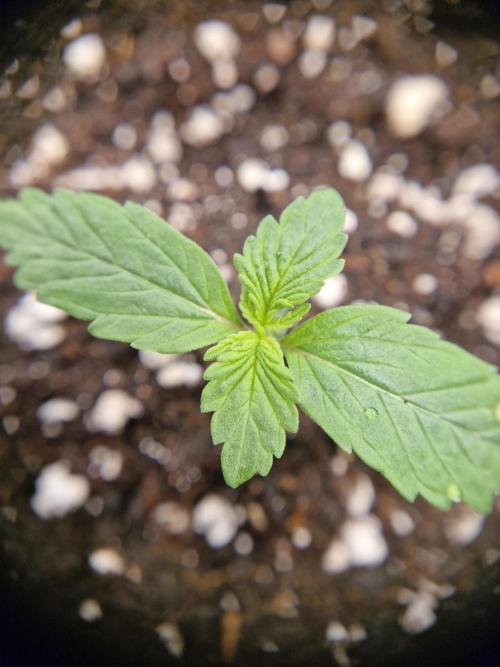 Auto Pineapple Glue. Week 2 - Lady 2