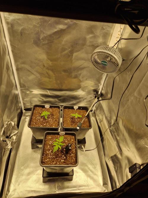 Auto Pineapple Glue. Week 2