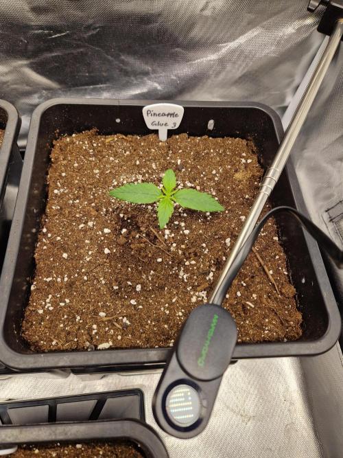 Auto Pineapple Glue. Week 2