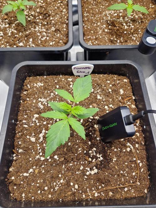 Auto Pineapple Glue. Week 2