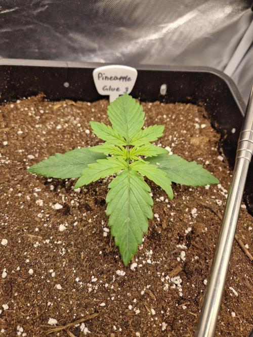 Auto Pineapple Glue. Week 3 - Tag 13