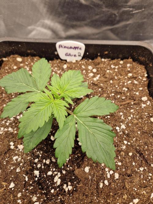 Auto Pineapple Glue. Week 3 - Tag 13