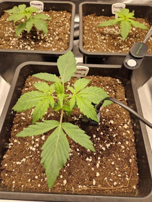 Auto Pineapple Glue. Week 3 - Tag 13