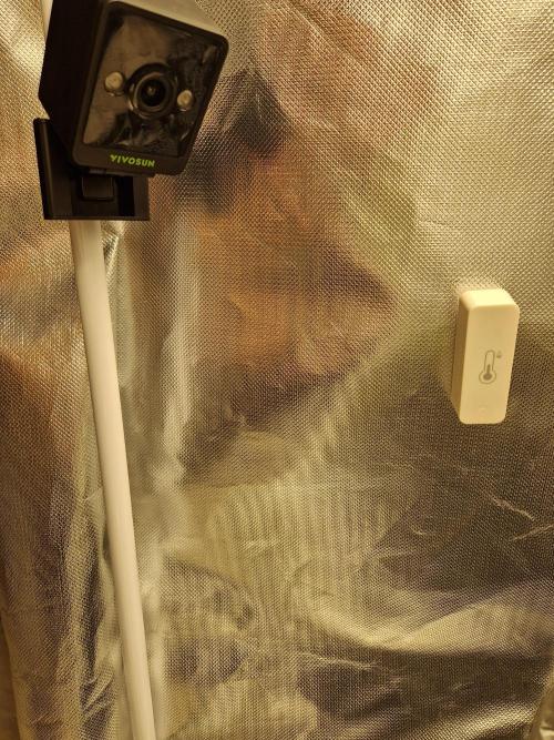 Auto Pineapple Glue. Week 3 - Vivosun Grow Cam