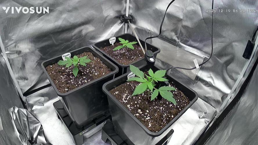 Auto Pineapple Glue. Week 3 - Grow Cam