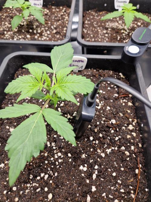 Auto Pineapple Glue. Week 3 - Tag 12