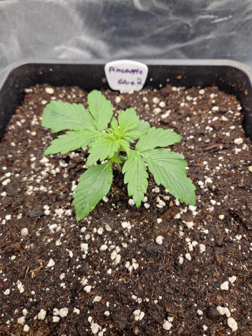 Auto Pineapple Glue. Week 3 - Tag 12