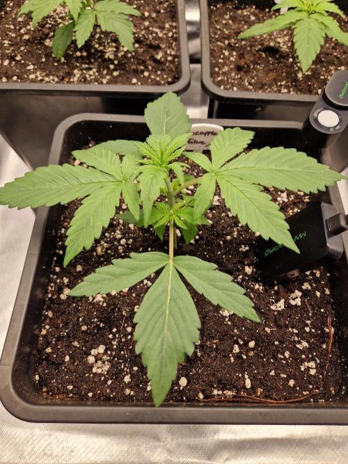 Auto Pineapple Glue. Week 4