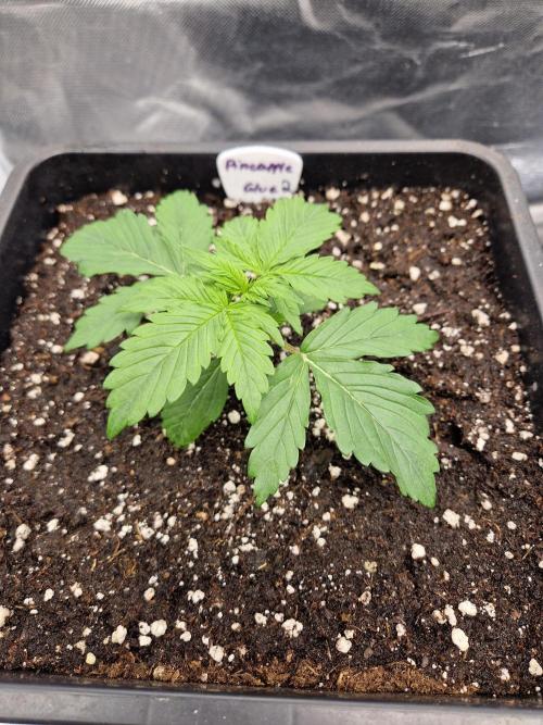 Auto Pineapple Glue. Week 4