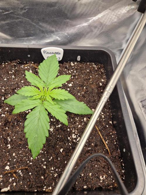 Auto Pineapple Glue. Week 4