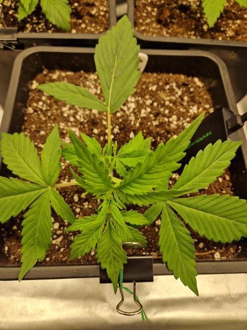 Auto Pineapple Glue. Week 4