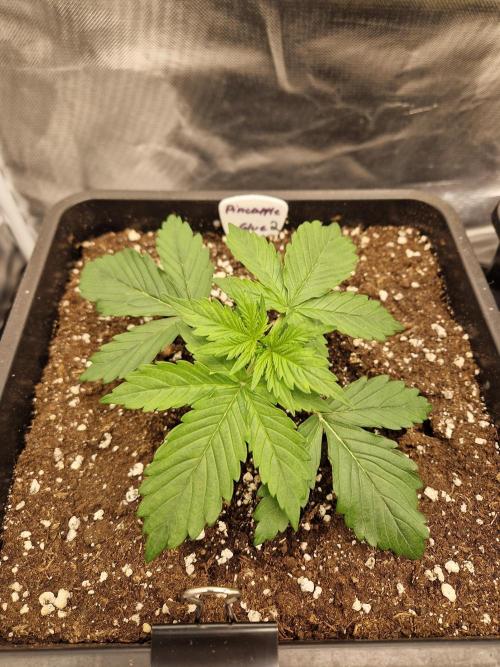 Auto Pineapple Glue. Week 4