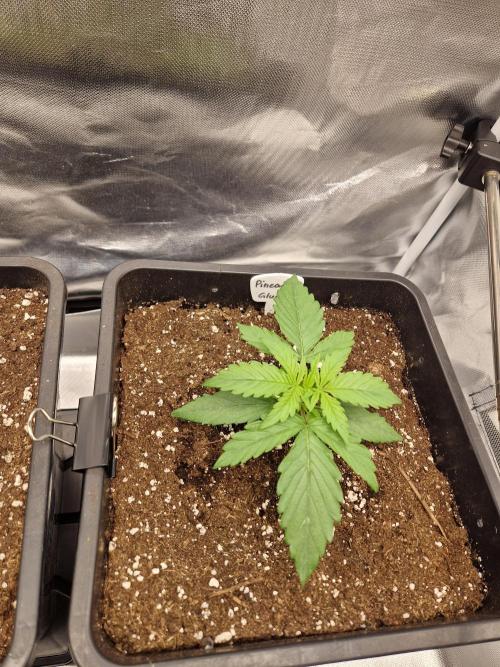 Auto Pineapple Glue. Week 4