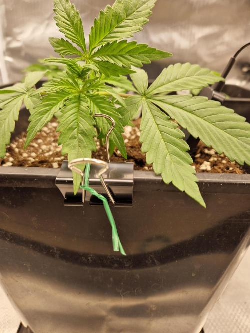 Auto Pineapple Glue. Week 4