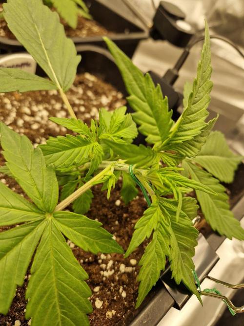 Auto Pineapple Glue. Week 4