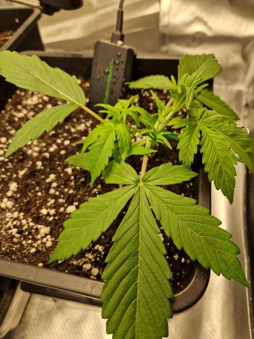 Auto Pineapple Glue. Week 4