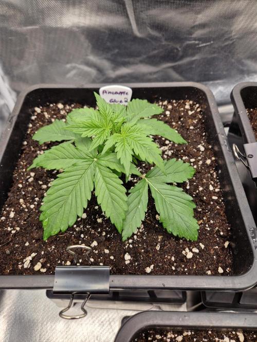 Auto Pineapple Glue. Week 4