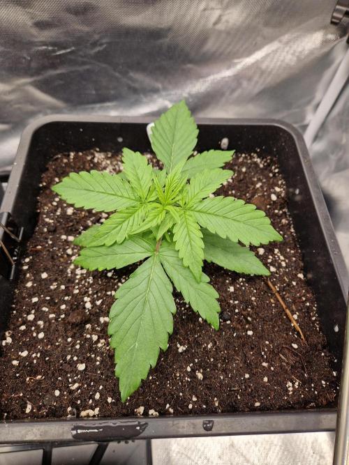 Auto Pineapple Glue. Week 4