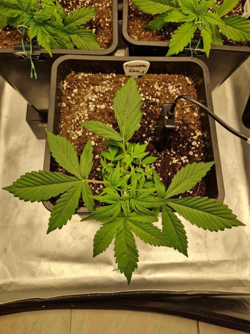 Auto Pineapple Glue. Week 4