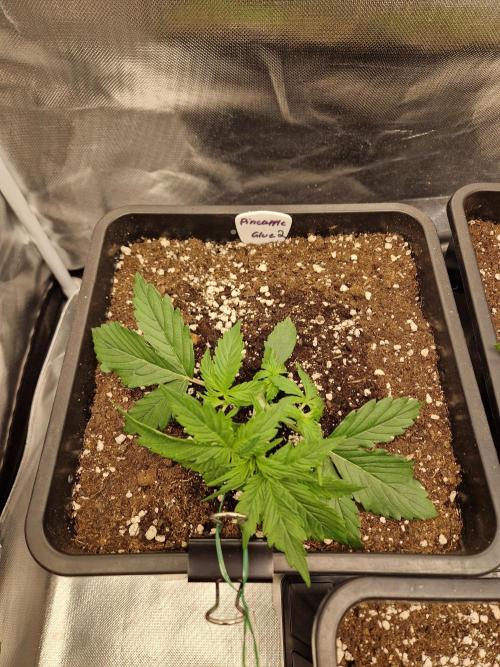 Auto Pineapple Glue. Week 4