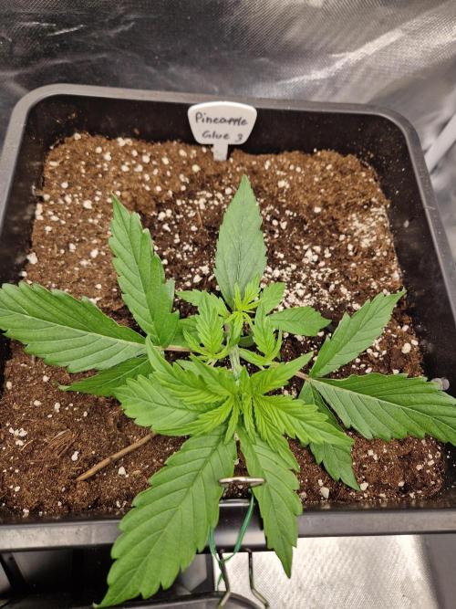 Auto Pineapple Glue. Week 4