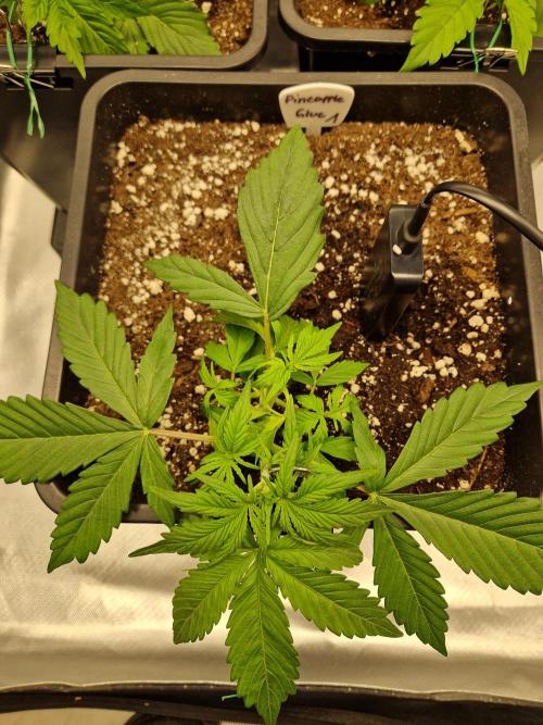 Auto Pineapple Glue. Week 4