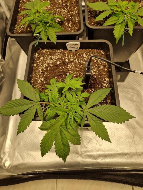 Auto Pineapple Glue. Week 4